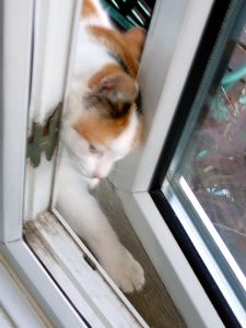 cat burglar